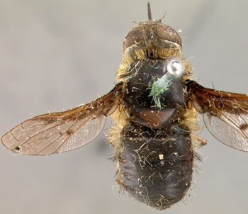 Media type: image;   Entomology 12644 Aspect: habitus dorsal view
